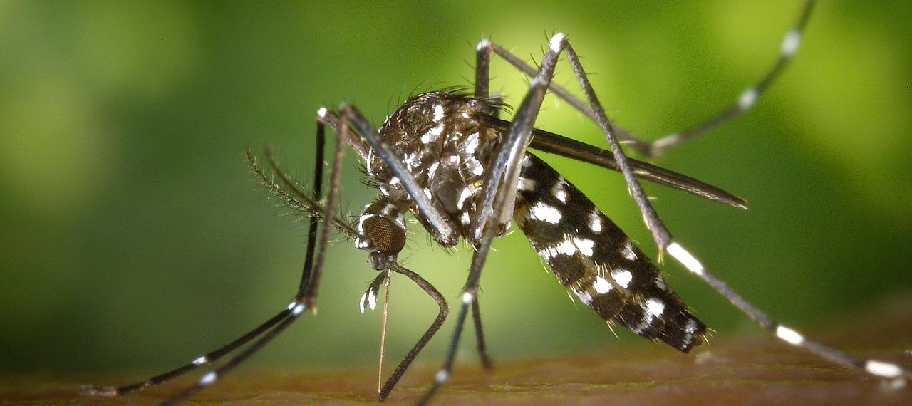 mosquito