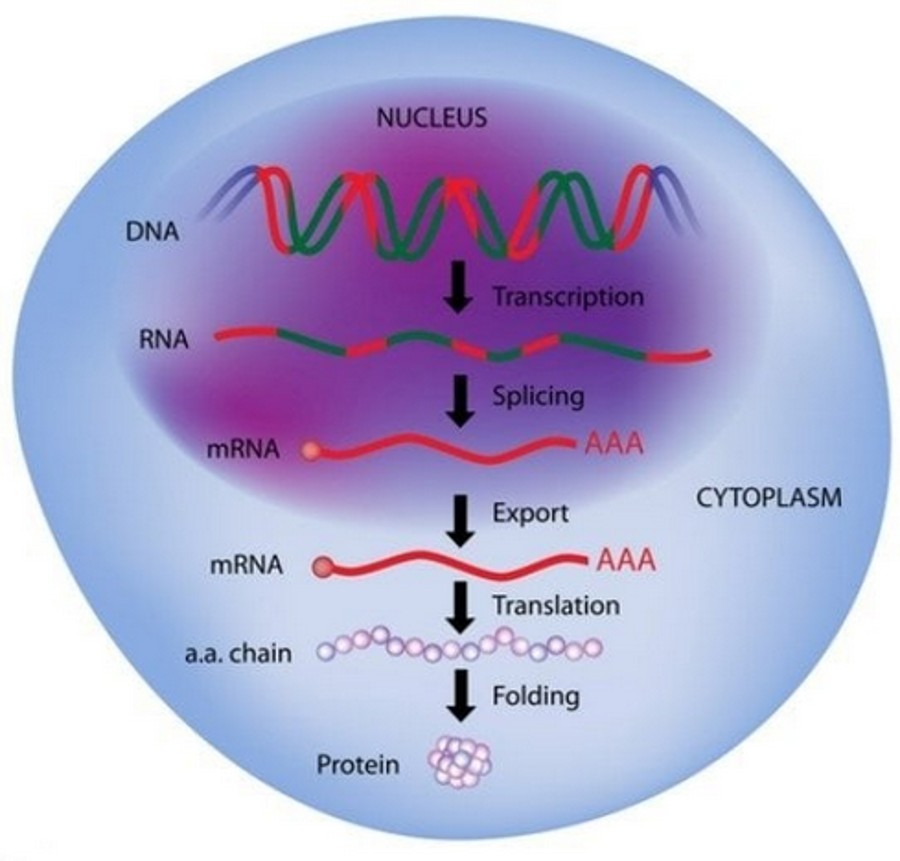 NZDSOS1. DNA Contamination of mRNA Vaccines Crosses Yet Another Red Line NZ Doctors Speaking Out With Science