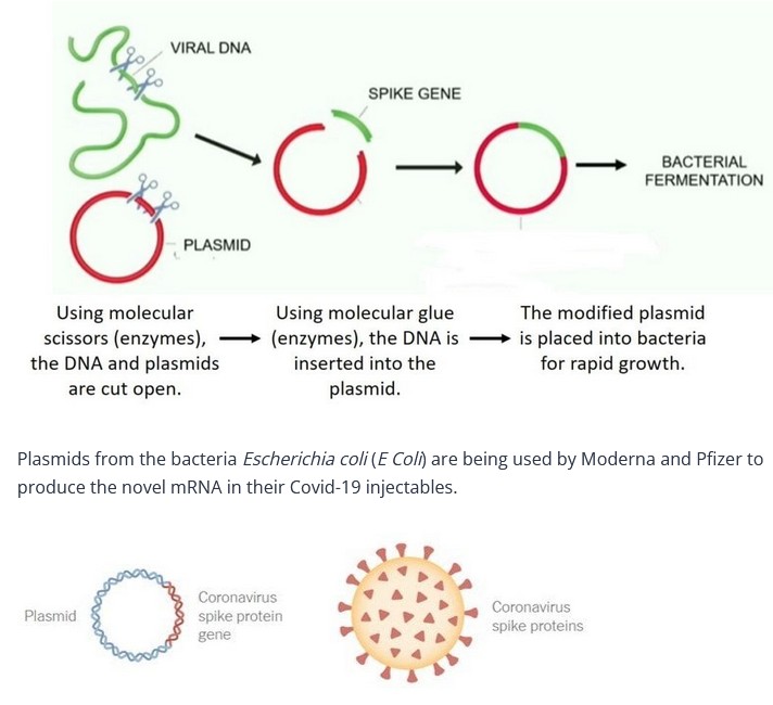 NZDSOS2.DNA Contamination of mRNA Vaccines Crosses Yet Another Red Line NZ Doctors Speaking Out With Science