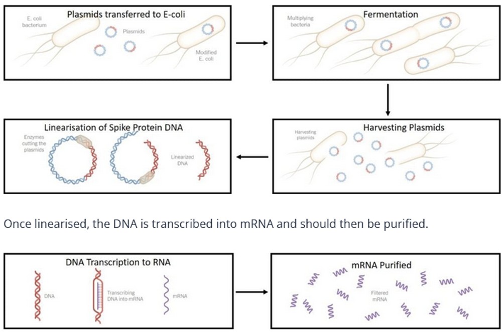 NZDSOS3. DNA Contamination of mRNA Vaccines Crosses Yet Another Red Line NZ Doctors Speaking Out With Science