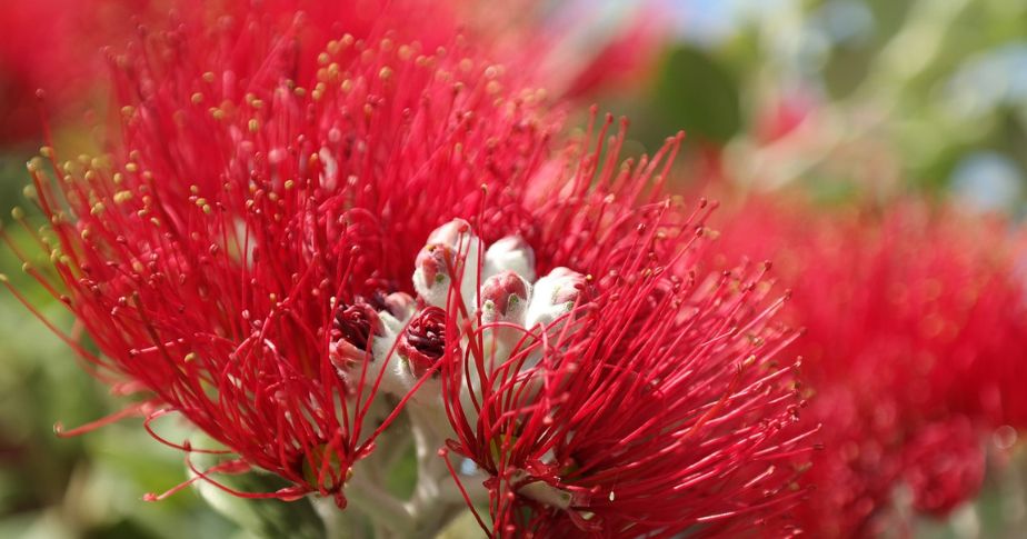 pohutukawa blossom