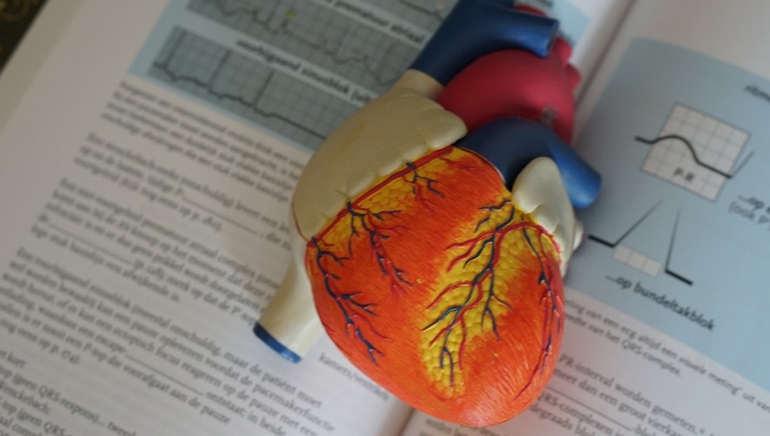 heart model on text book