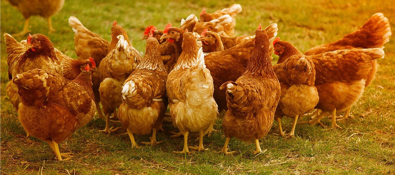 chickens - alexa at pixabay