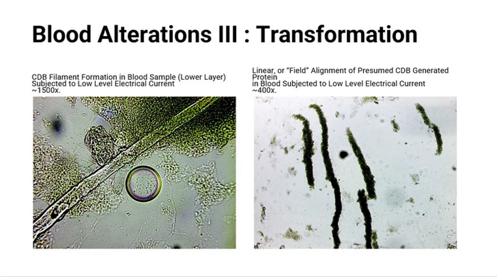 Screenshot 2022 12 30 at 16 19 46 Synthetic Biological Life Forms Cross Domain Bacteria Morgellons and Correlation to Current Live Blood Findings in Post C19 Injection Era My Conversation with Clifford Carnicom